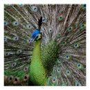 Recherche de folie posters Beau