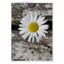 Search for brighten your day postcards Floral