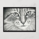 Recherche de dessin chat crayon cartes postales Chaton