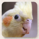 Search for lutino cockatiel Pet