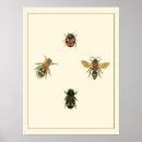 Search for beetle posters Nature