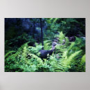 Recherche de turquie posters Faune