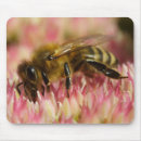 Search for foraging mousepads Nature
