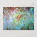 Search for invertebrates postcards Photography