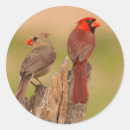 Search for female cardinal stickers Animal