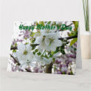 Search for cherry blossom cards Photograph
