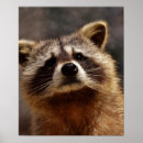 Search for furry animal posters Curious