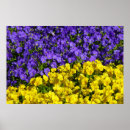 Search for viola posters Photography