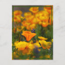 Recherche de caché cartes postales Fleur