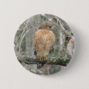 Search for tailed hawk buttons Animal