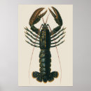 Recherche de écrevisse posters Rétro