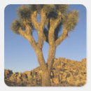 Search for mojave stickers Joshua tree
