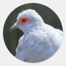 Recherche de gris colombe autocollants Colombes