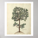 Search for olive tree posters Botanical