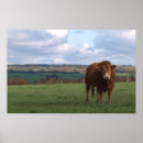 Search for bovin posters Rural