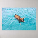 Recherche de exuma posters Porc