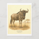 Recherche de gnou cartes postales Animal