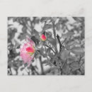 Search for colour splash postcards Black and white