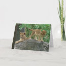 Search for lion pride cards Cat