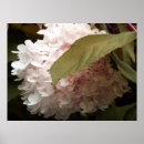 Search for hydrangea flowers photography Plants
