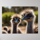 Search for emu art Nature