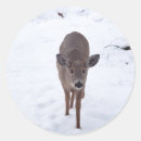 Search for wildlife stickers Wild animals