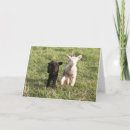 Search for lamb cards Ewe