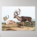 Recherche de caribou posters Faune