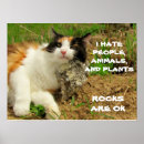 Recherche de calico cat posters Kitty