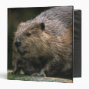 Search for captivating office supplies Animal