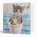 Search for kittens binders Cute