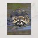 Search for skill postcards Wildlife