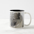 Recherche de norvégienne tasses Chien