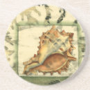 Search for shells coasters Conch seashell