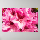 Search for rhododendron posters Nature photography