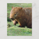 Recherche de wombat cartes postales Australie