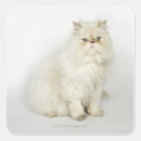 Search for persian cats stickers Animal