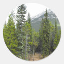 Search for conifer stickers Trees
