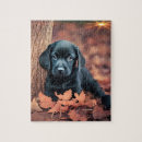 Search for black lab puzzles Puppy