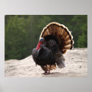 Search for wild turkeys posters Gobbler