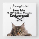 Search for coon Crazy cat lady