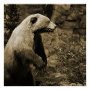 Search for bear hunter posters Nature