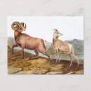 Search for sheep painting postcards Vintage