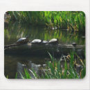 Recherche de tortue verte tapis souris Nature