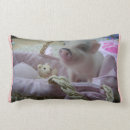 Recherche de porcin Animaux