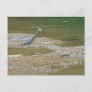 Search for hatching horizontal postcards River