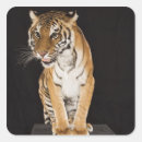 Search for platform stickers Majestic