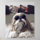 Recherche de animaux mignon posters Dog