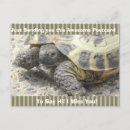 Search for funny turtles postcards Nature
