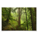 Recherche de forêts tropicales posters Arbres